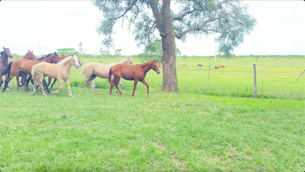 Ver video Caballos